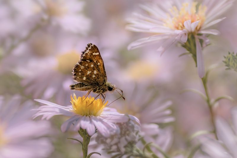 бабочка Малышка фото превью