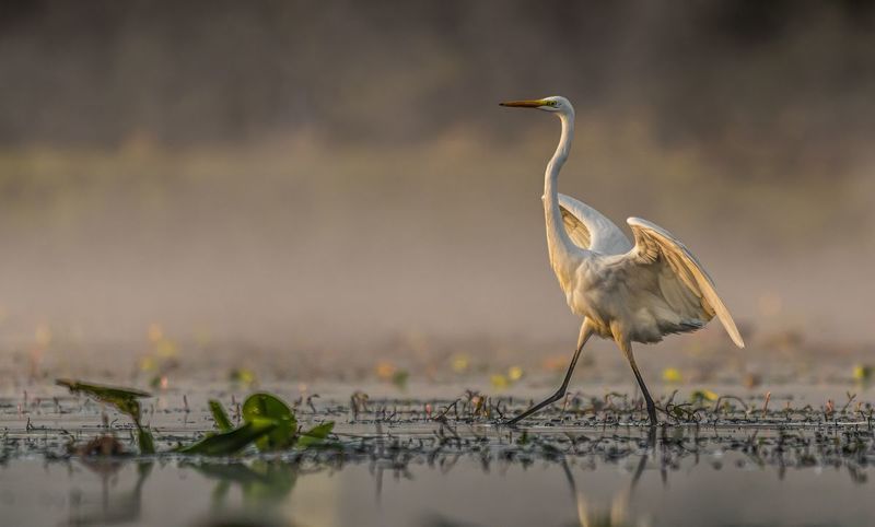 Czapla biała (Egretta alba) фото превью