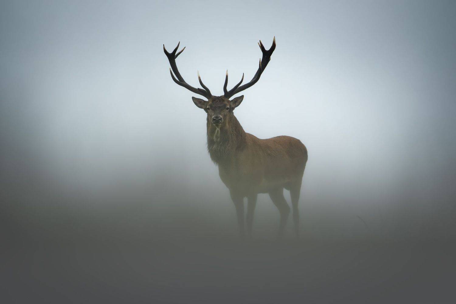 беларусь, красный бор, олень, гон, Ольга Рудченко