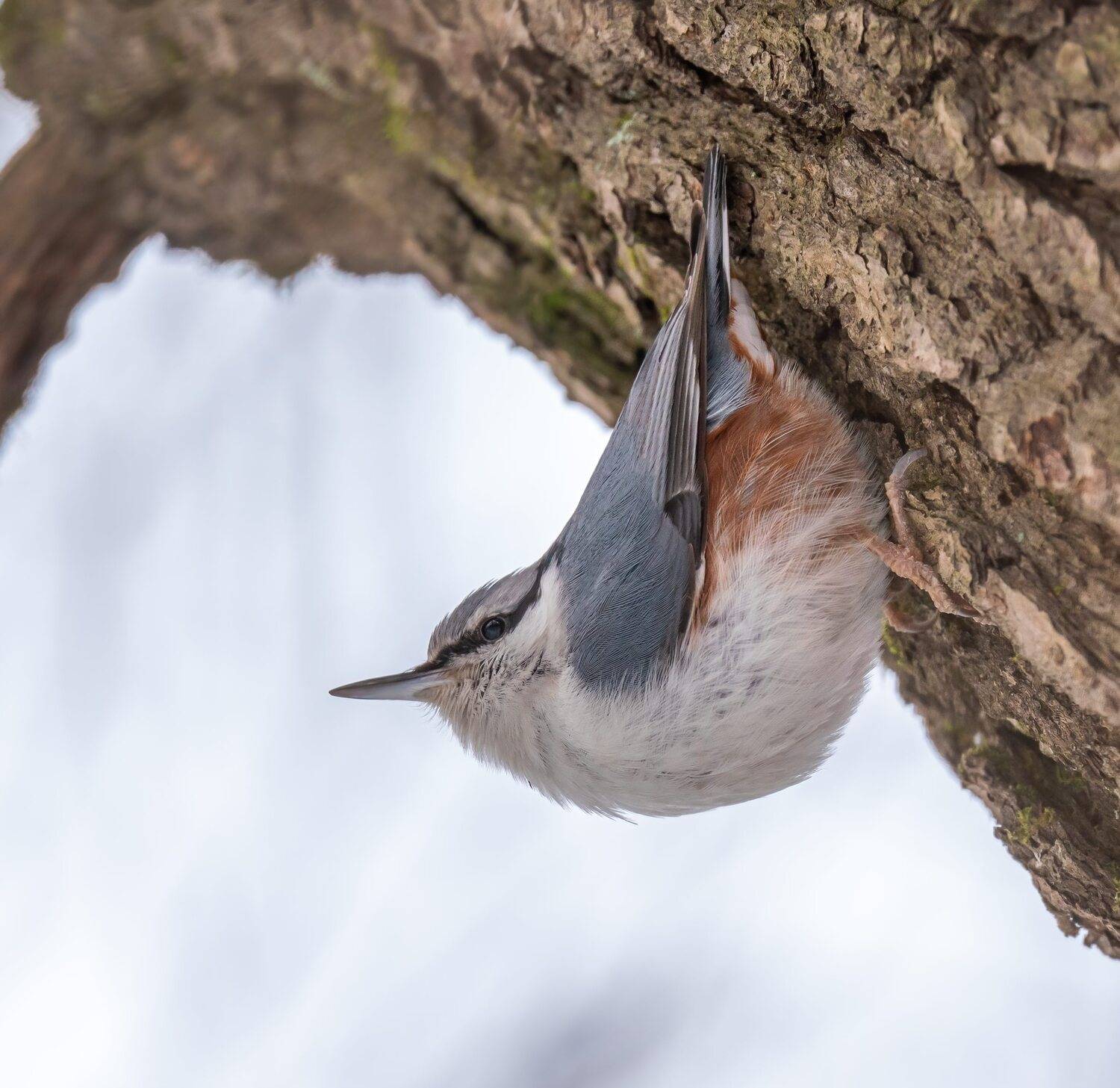 , Константин Дэм