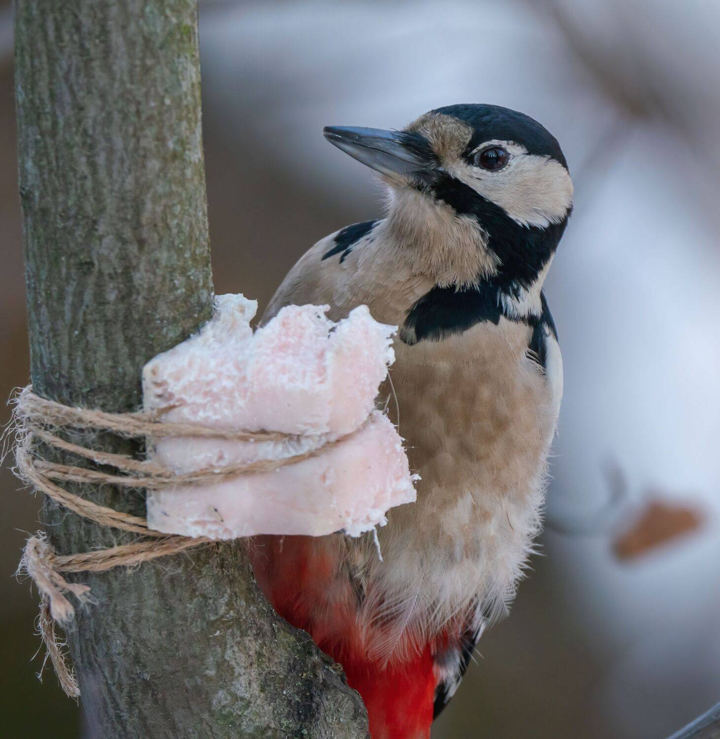 , Константин Дэм