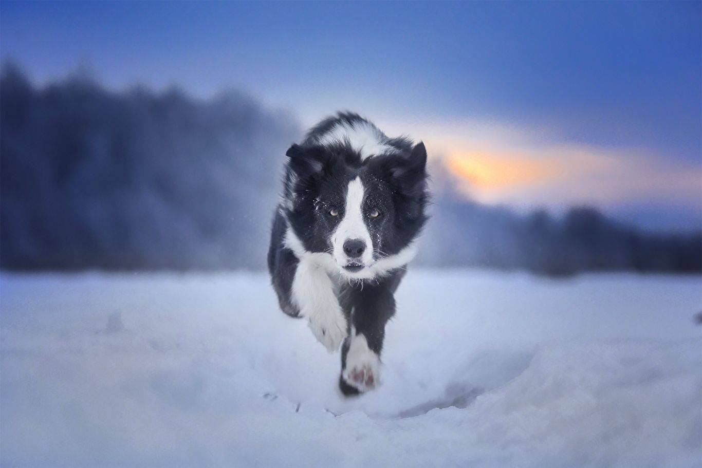 , Андрей Ершов