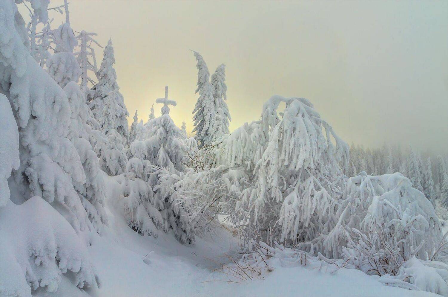 landscape, nature, scenery, forest, wood, winter, evening, trees, snow, colors, mountain, vitosha, bulgaria, лес, Александър Александров