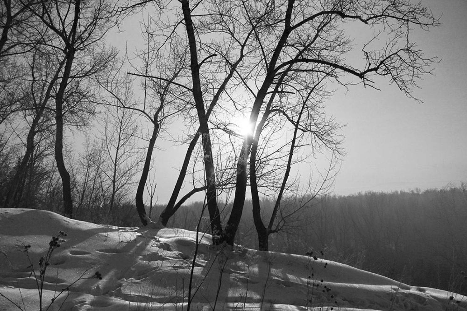 *, Курочкина Диана