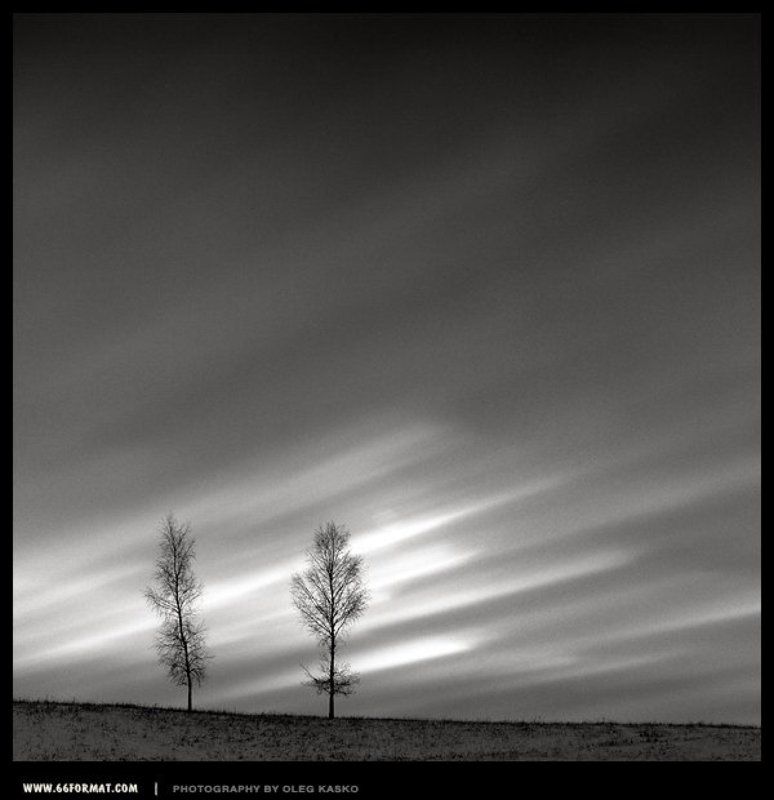 travel, bw, hasselblad, 6x6, чб Деревья. Харьков, Украина. фото превью