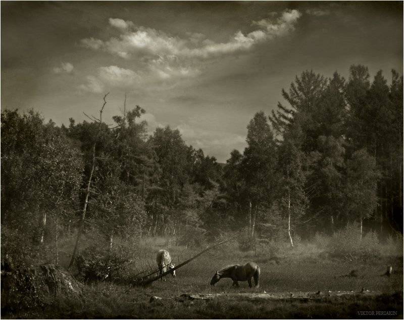 байкал, болото, лошади, туман, Виктор Перякин