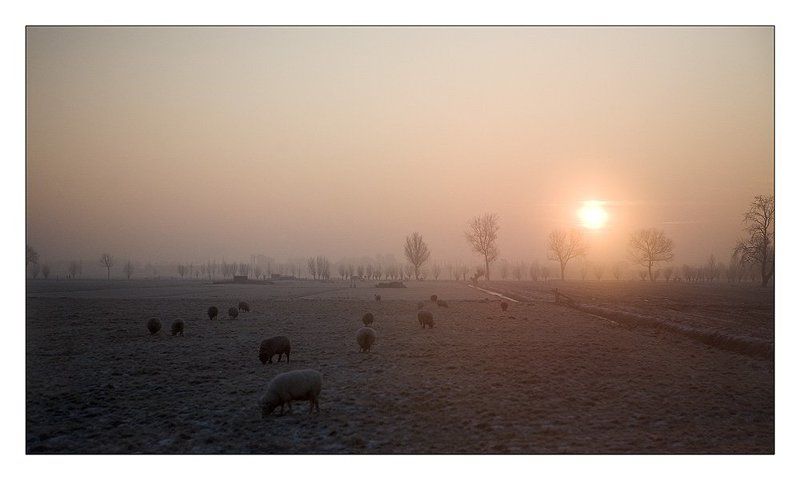 голандия, овечки, закат, мороз Утренняя считалочка фото превью