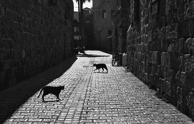 город, улица, кошки, тени, силуэт Без людей фото превью