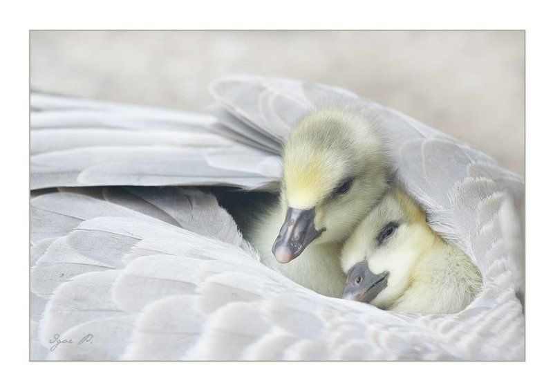 нежность... фото превью