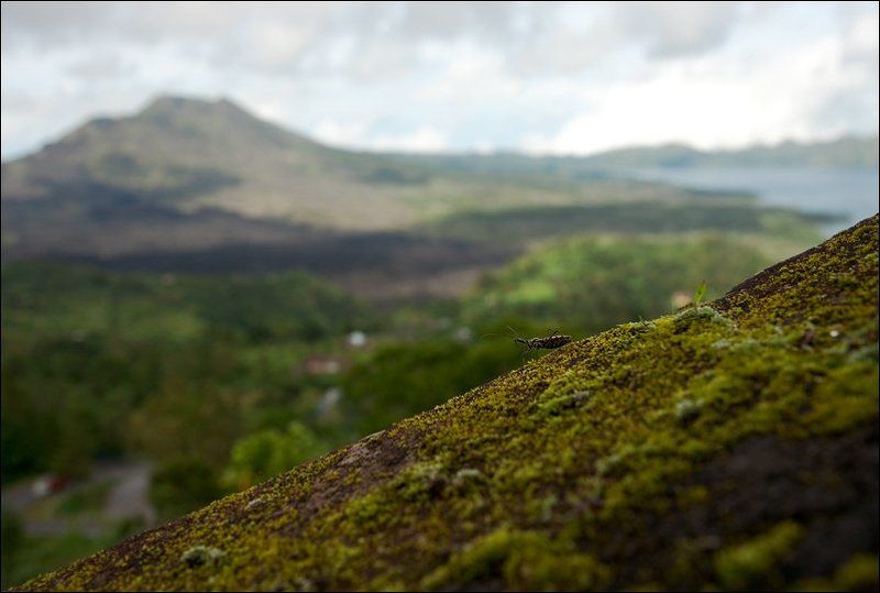 бали, вулкан тут есть таракан фото превью