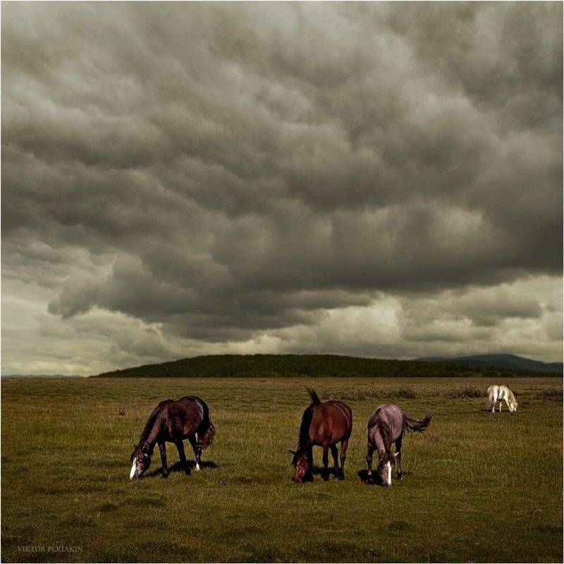 лошади, поле, тучи, Виктор Перякин