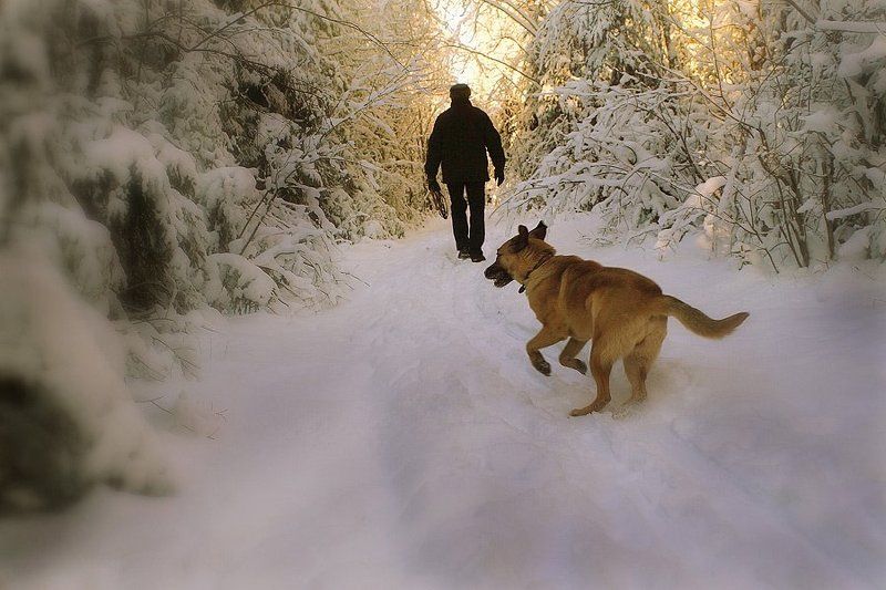 зимняя прогулка фото превью