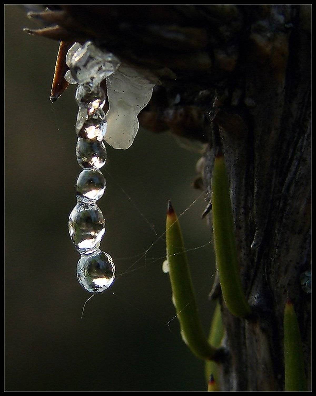 макро, ель, смола, паутина, природа, Михаил Андриеску