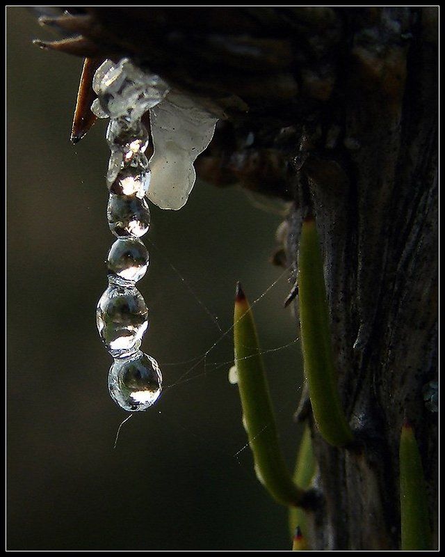 Рождение янтарного ожерелья фото превью