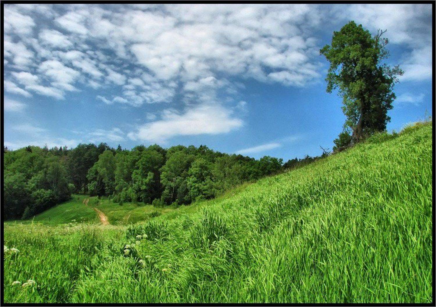 , Лунный Ежик