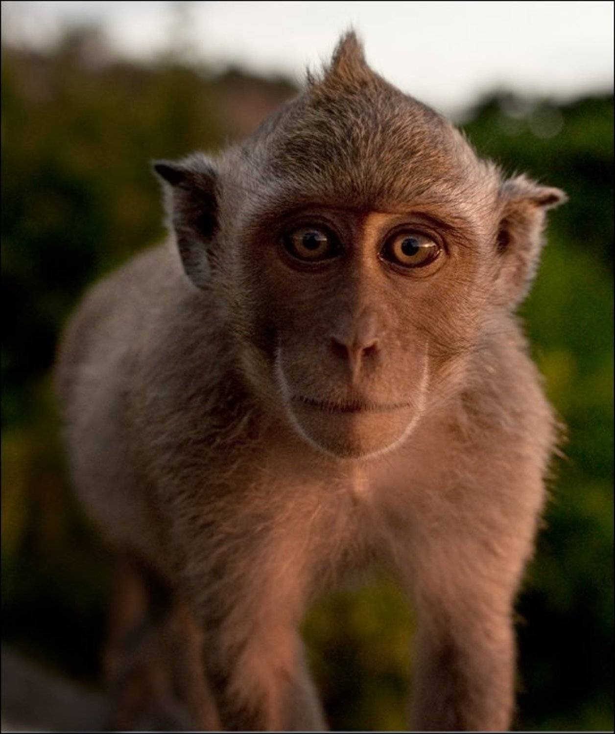 обезьяна, Ivan Donchenko