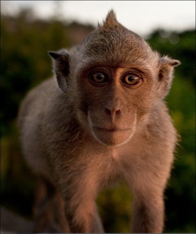 обезьяна маленький еще фото превью