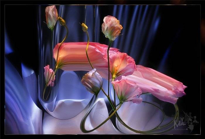 светографика, свет,  цветы, отражения, HoryMa (ХориМа)