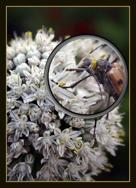 жук макро + МАКРО фото превью