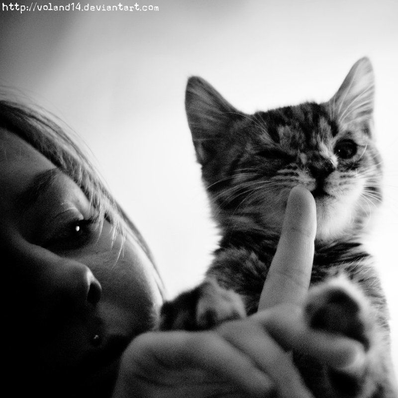 Кошки фото превью