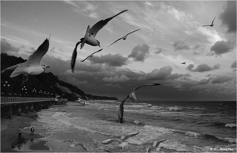 чайки, балтика, Вадько