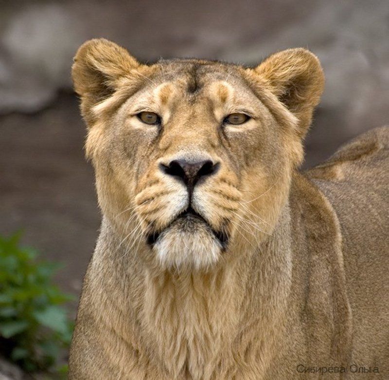 львица Царица. Фото на паспорт. фото превью