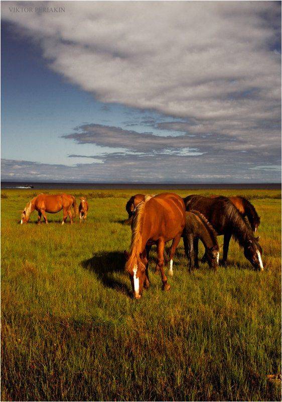 байкал, лошади, табун, вечер, Виктор Перякин