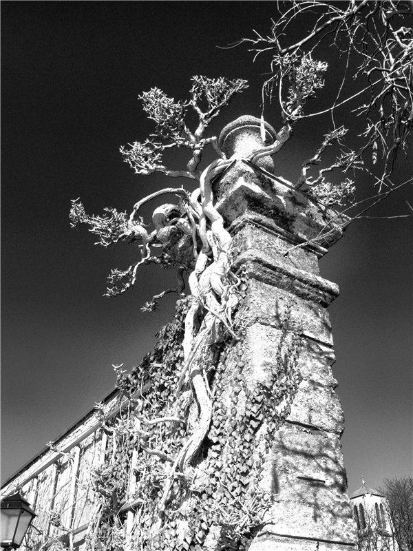 В саду Мирабель фото превью