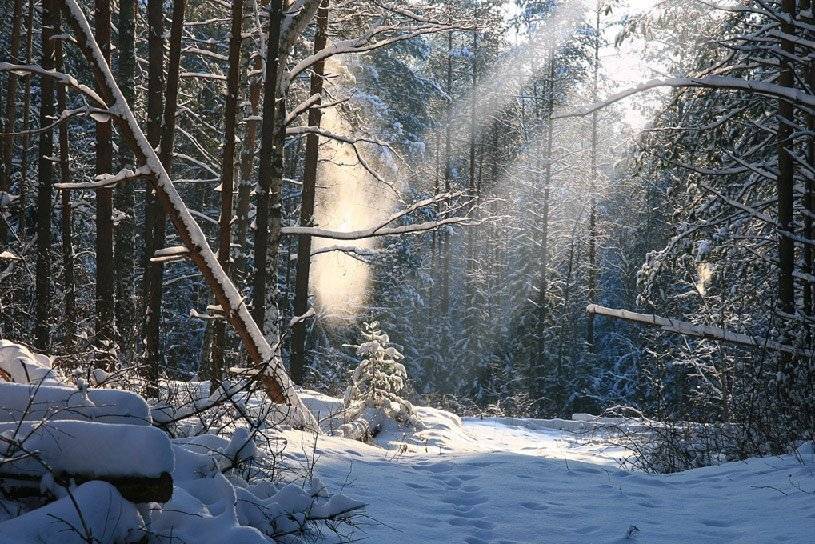 лес, Эдуард VTORNIK  Николаев