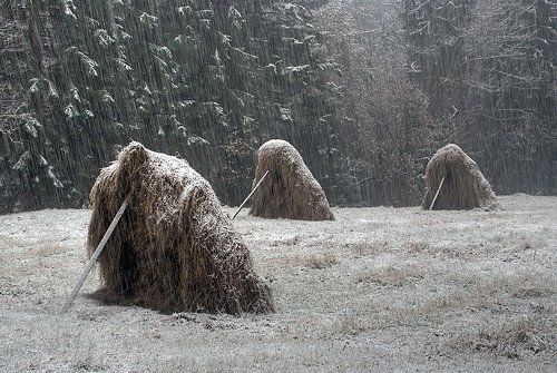 Под снежным напором