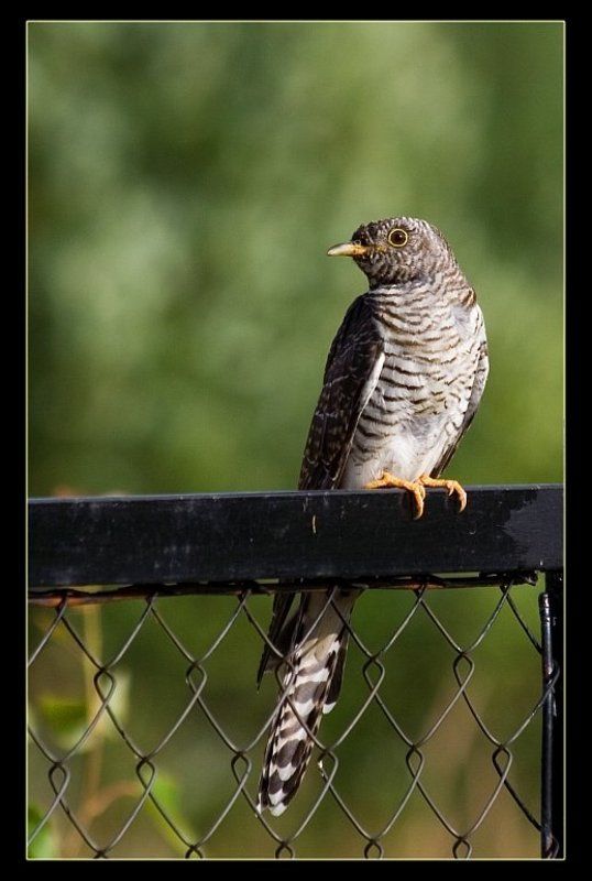 кукушка, подмосковье кукушка фото превью