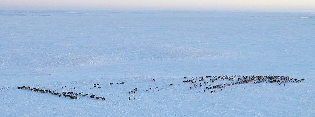 север, панорама, репортаж, олени, жизни на краю земли, Danil Husainov