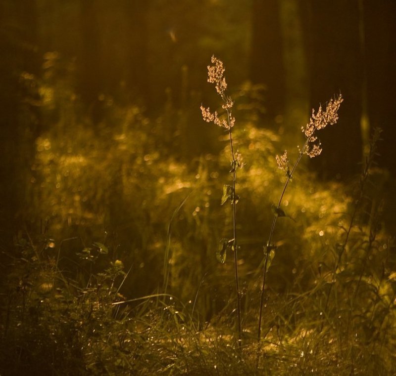 ...вечер... фото превью