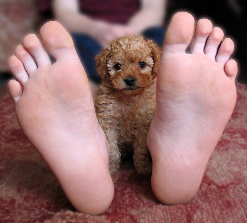 собака А у меня есть старший \