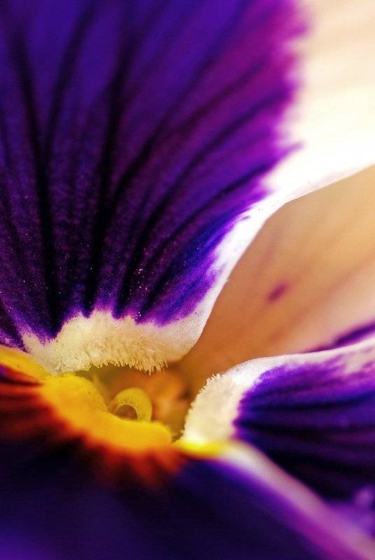 анютины глазки, макро, Юлия