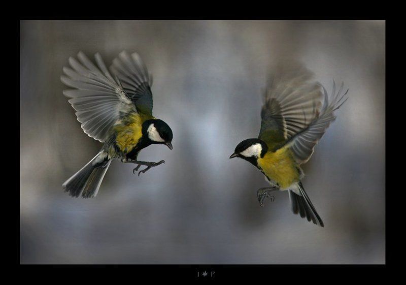 танец... фото превью