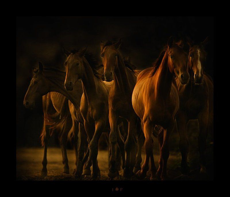про лошадок... фото превью