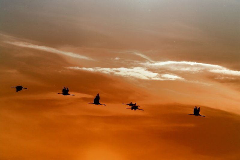 журавли на закате... фото превью