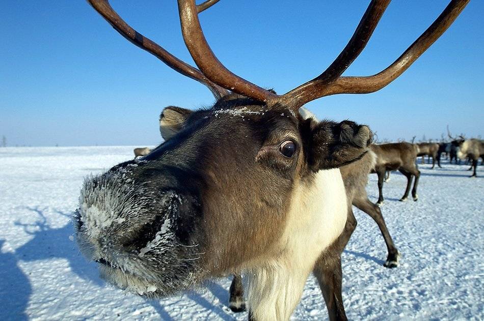 север, природа, животные, северный олень, Danil Husainov