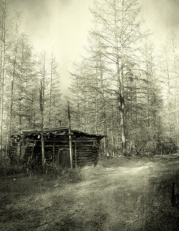 тайга лесные зарисовки фото превью