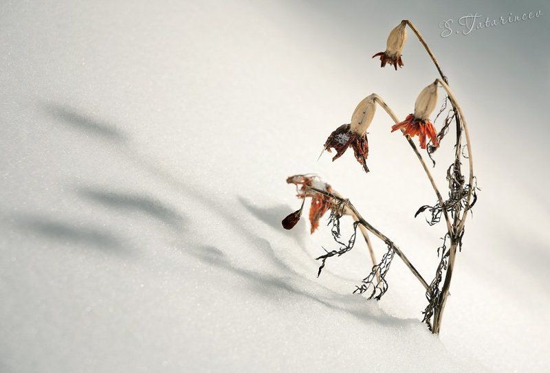 Остатки лета фото превью