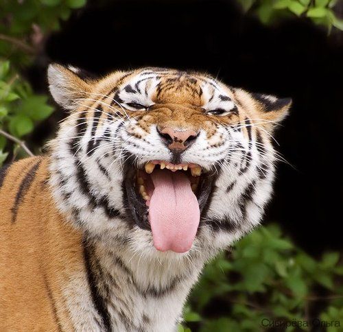 без комментарий