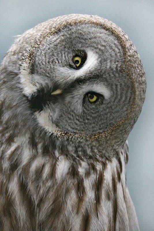 про сову... фото превью