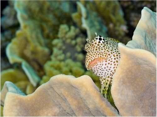 Королева кораллов