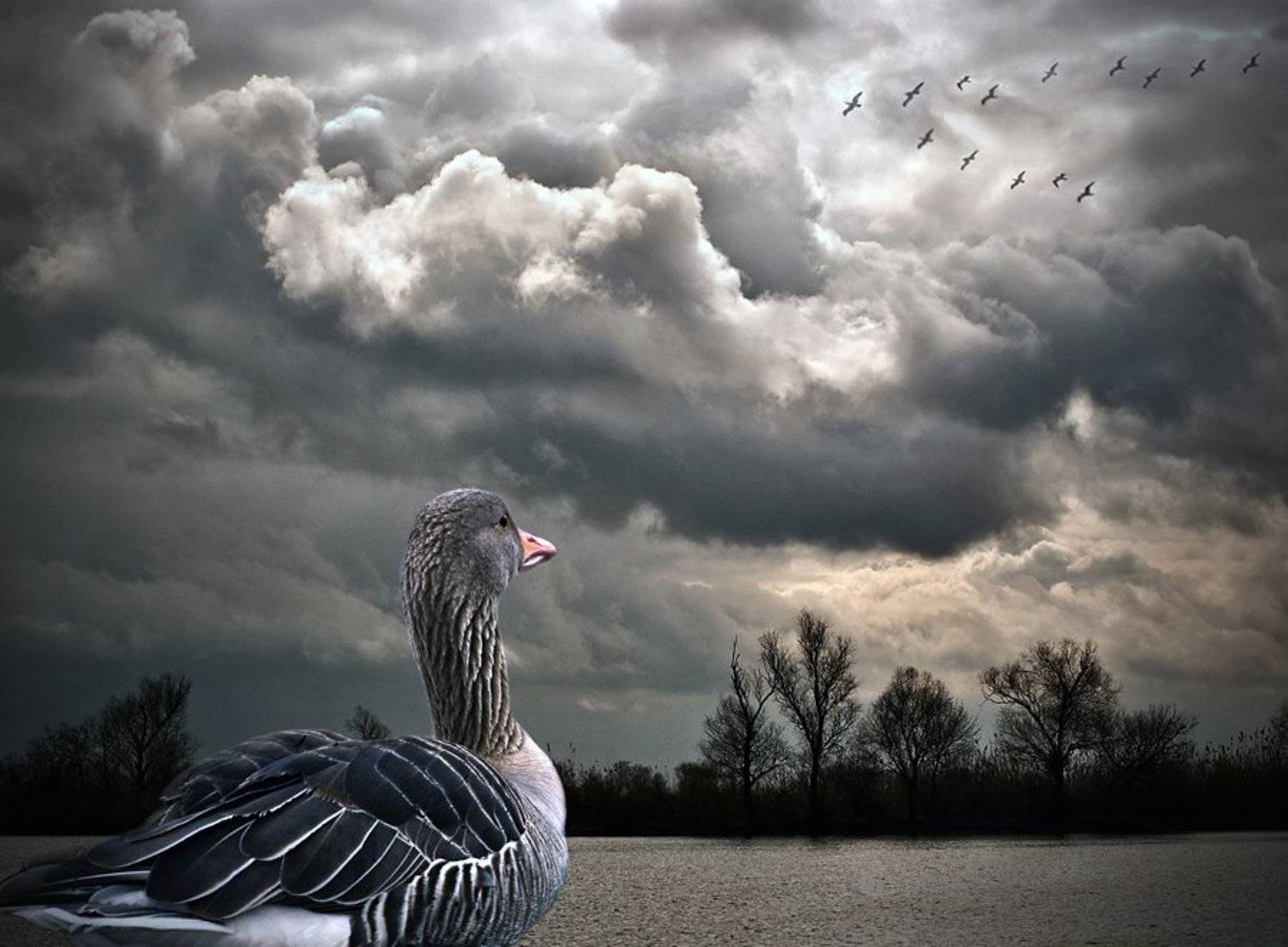 комп-арт, река, серая шейка, lad_i_mir, lad_i_mir