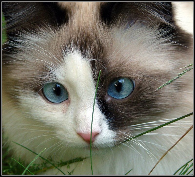 кошка, животные, глаза, автофокусировка Автофокусировка глаз фото превью