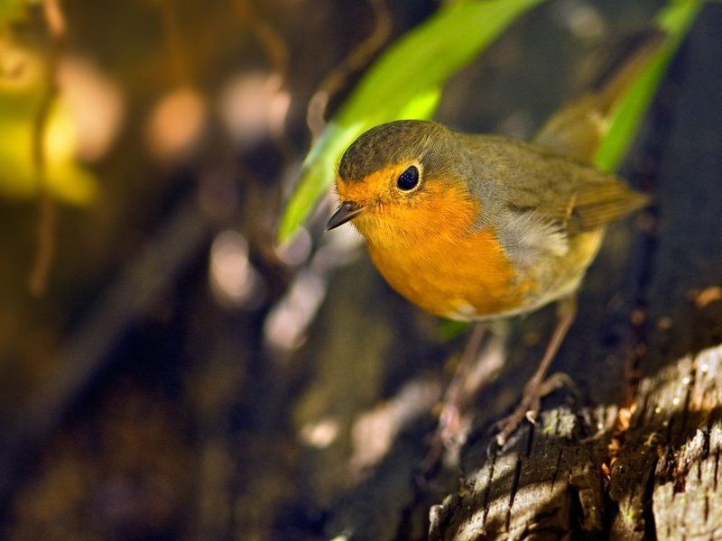 erithacus rubecula, зарянка, малиновка, Солнечный зайчик фото превью