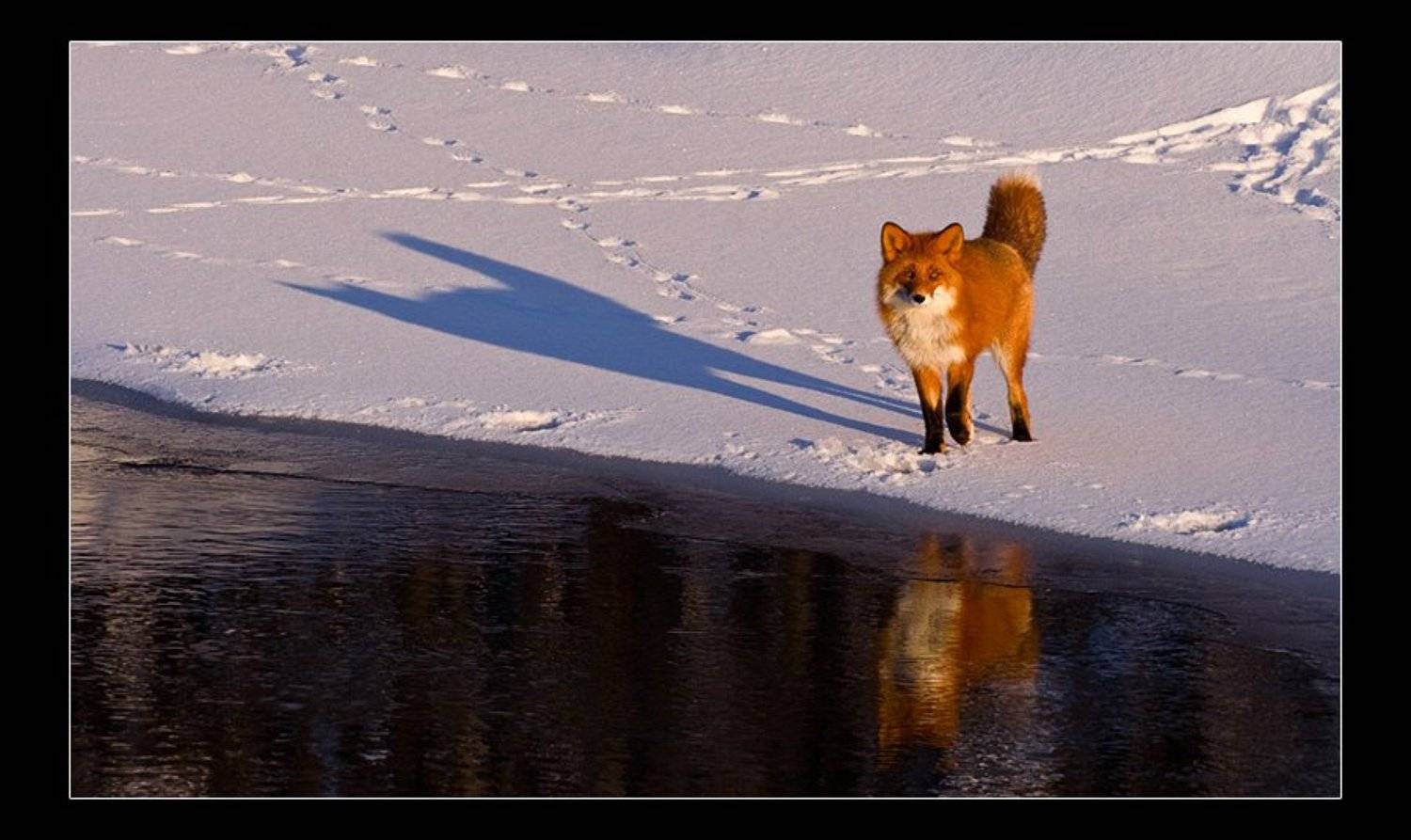 камчатка, лиса, река, зима, Денис Будьков
