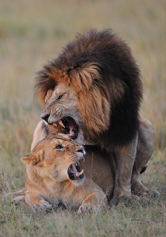 африка, дикие животные Африканская любовь фото превью