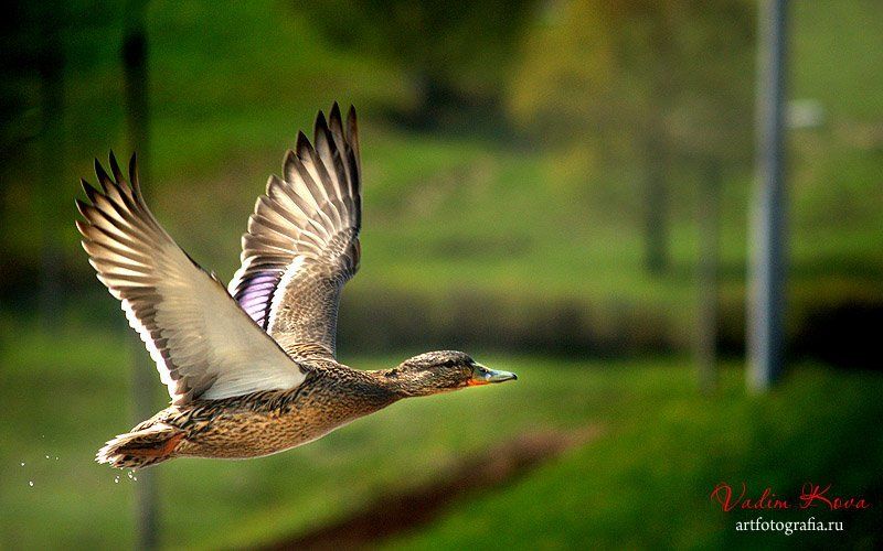 стремительно прочь фото превью